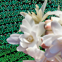 Tubereuse Couture Eau de Parfum 100 ml