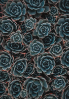 BOHEMIA 265 Eau de Parfum 100ml