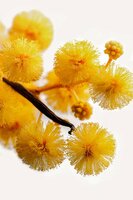 Acacia extrait de parfum 50 ml