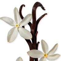 Safanad Eau de Parfum 75 ML