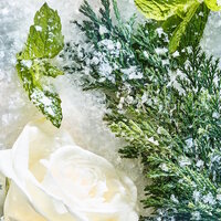 Isola Snow Parfum 50ml