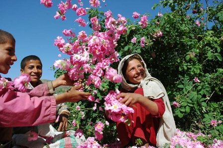 PHI--une rose de Kandahar 50 ml