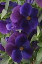 Violette a Sydney