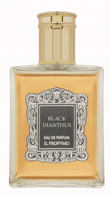 Black Dianthus Concentrée